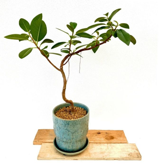 観葉植物現品販売