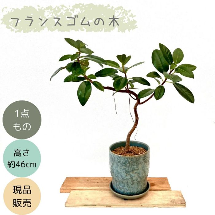 観葉植物現品販売