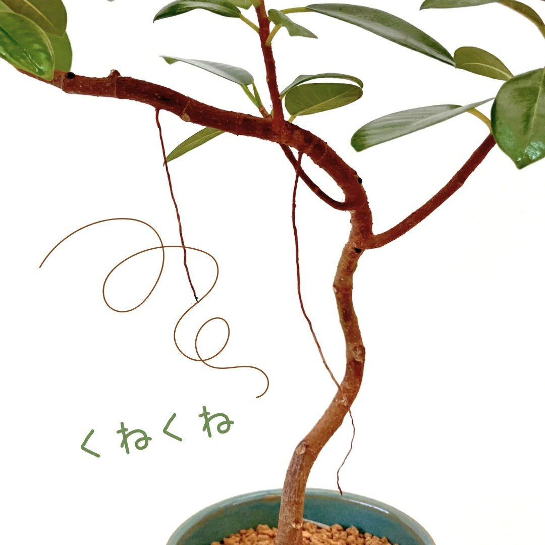 観葉植物現品販売
