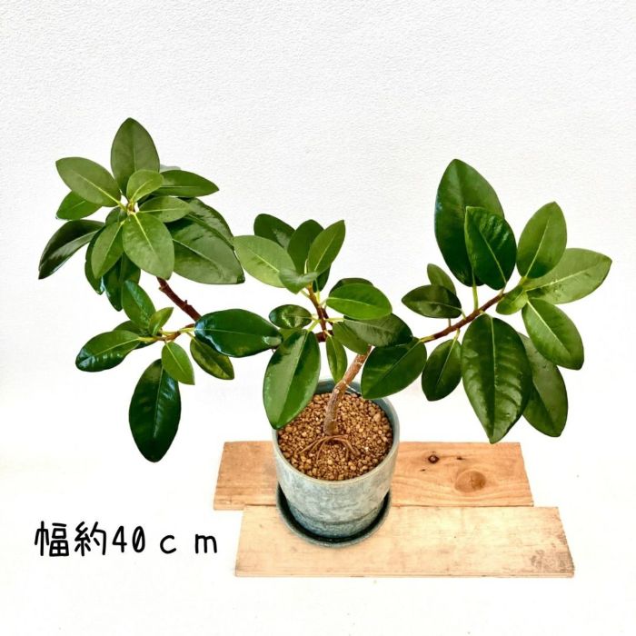 観葉植物現品販売