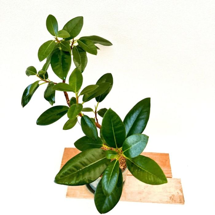 観葉植物現品販売