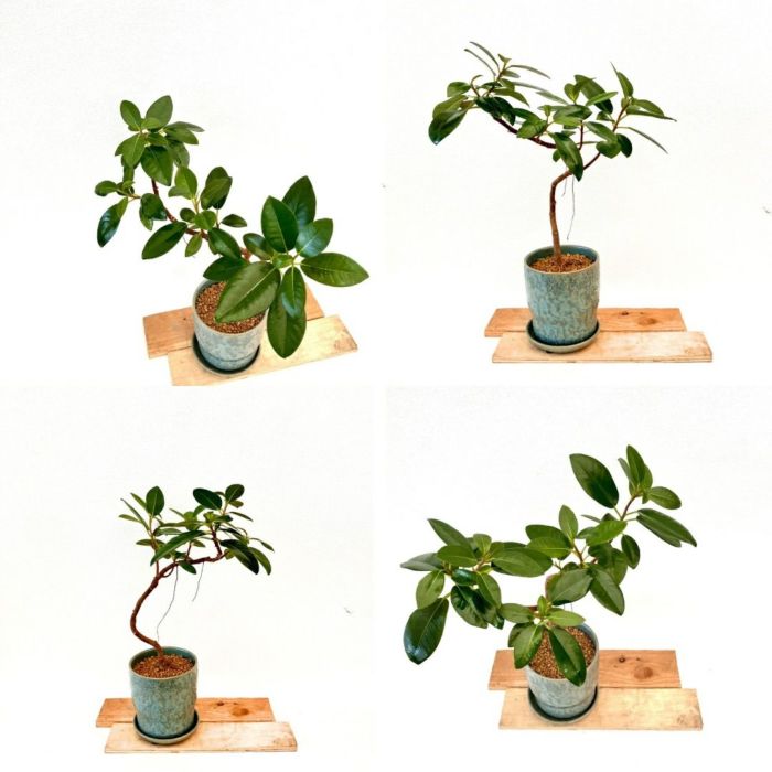 観葉植物現品販売