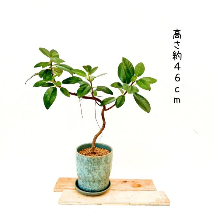 観葉植物現品販売