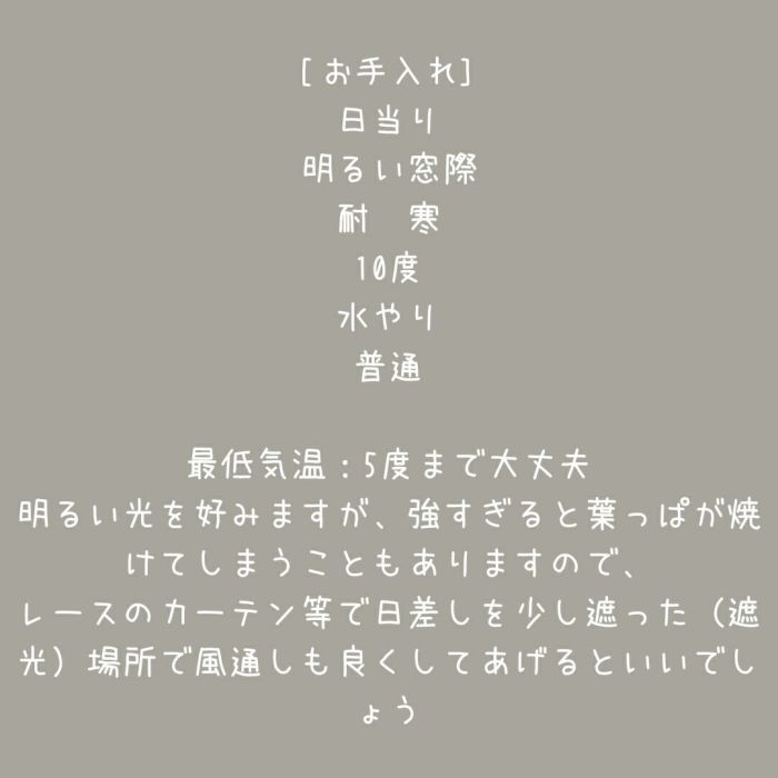 観葉植物現品販売