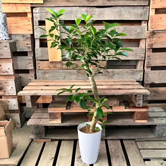 観葉植物現品販売