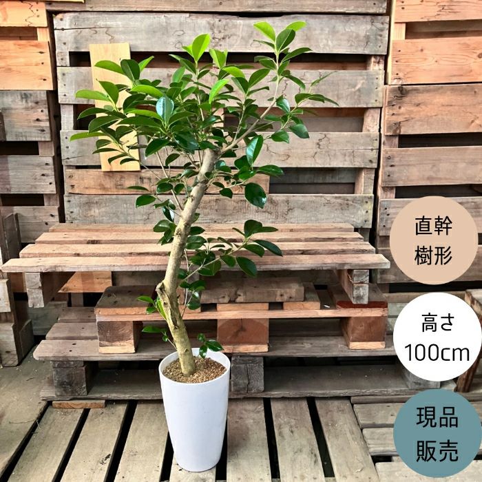 観葉植物現品販売