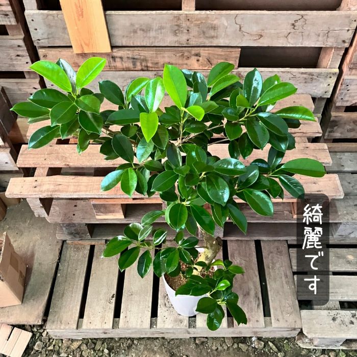 観葉植物現品販売