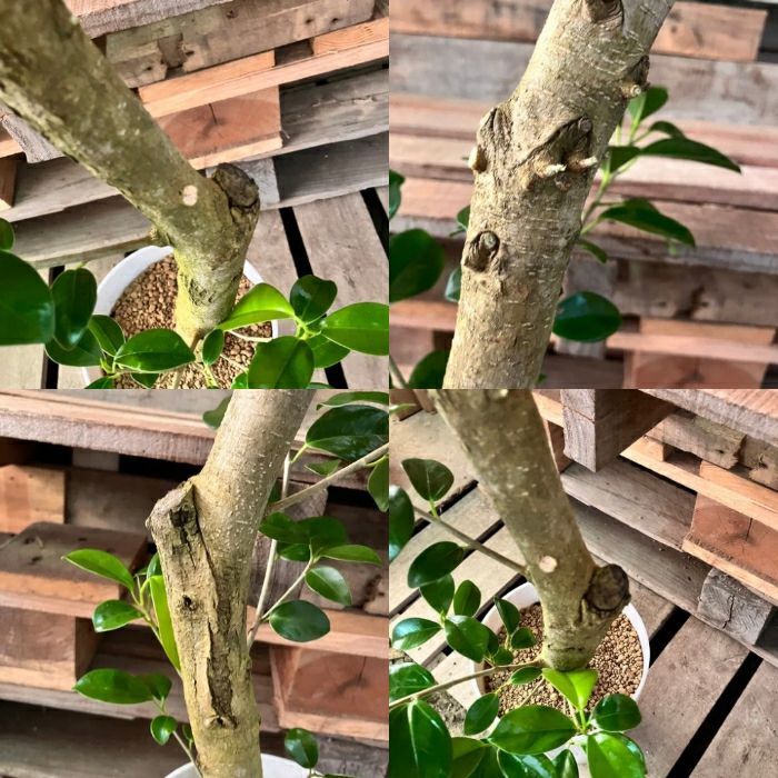 観葉植物現品販売