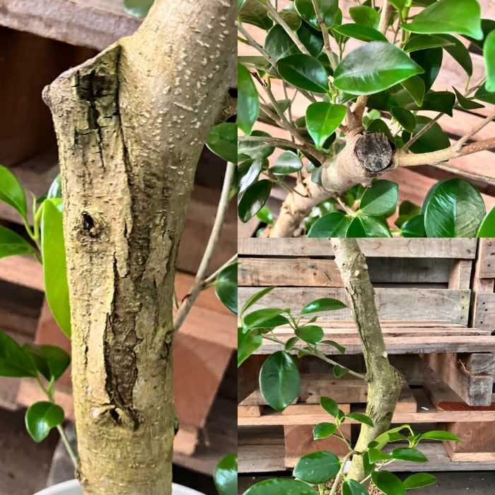 観葉植物現品販売