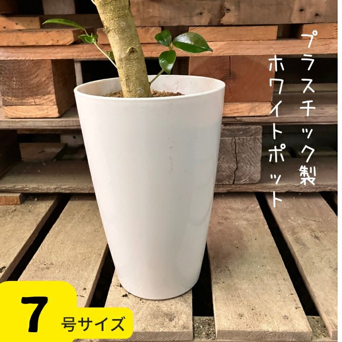 観葉植物現品販売