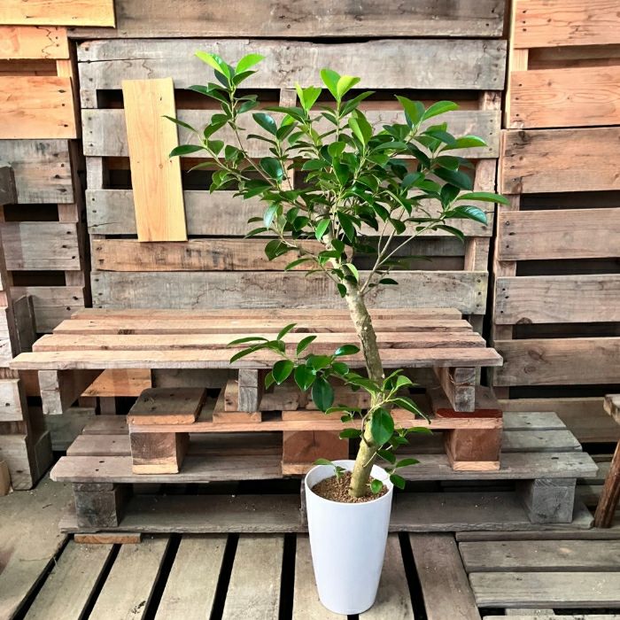 観葉植物現品販売