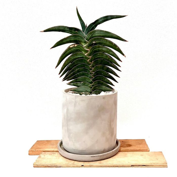 観葉植物現品販売