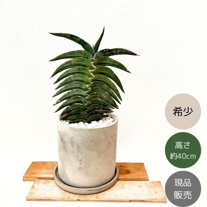 観葉植物現品販売