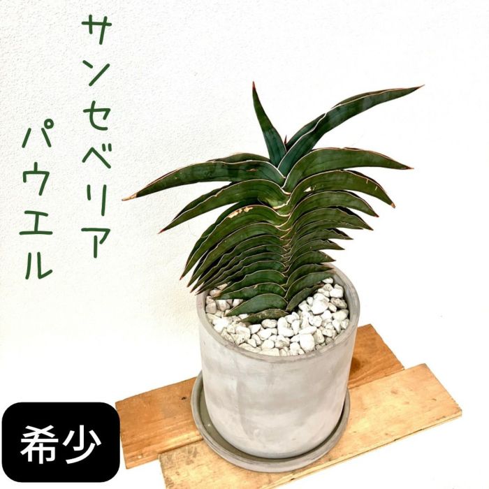 観葉植物現品販売