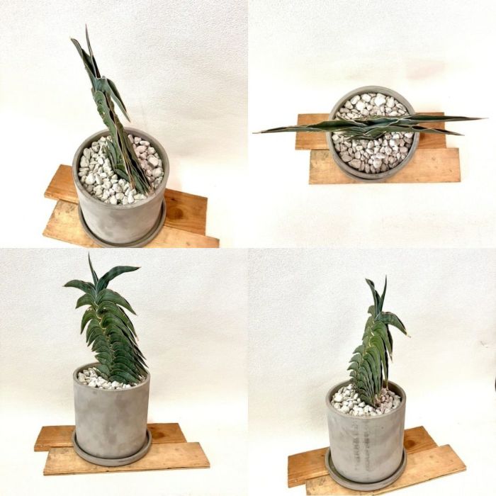 観葉植物現品販売