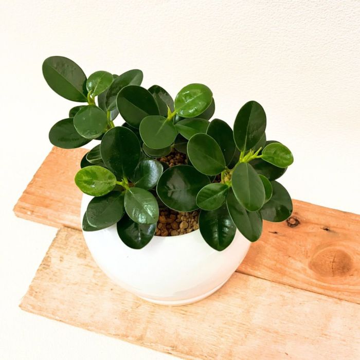 観葉植物現品販売