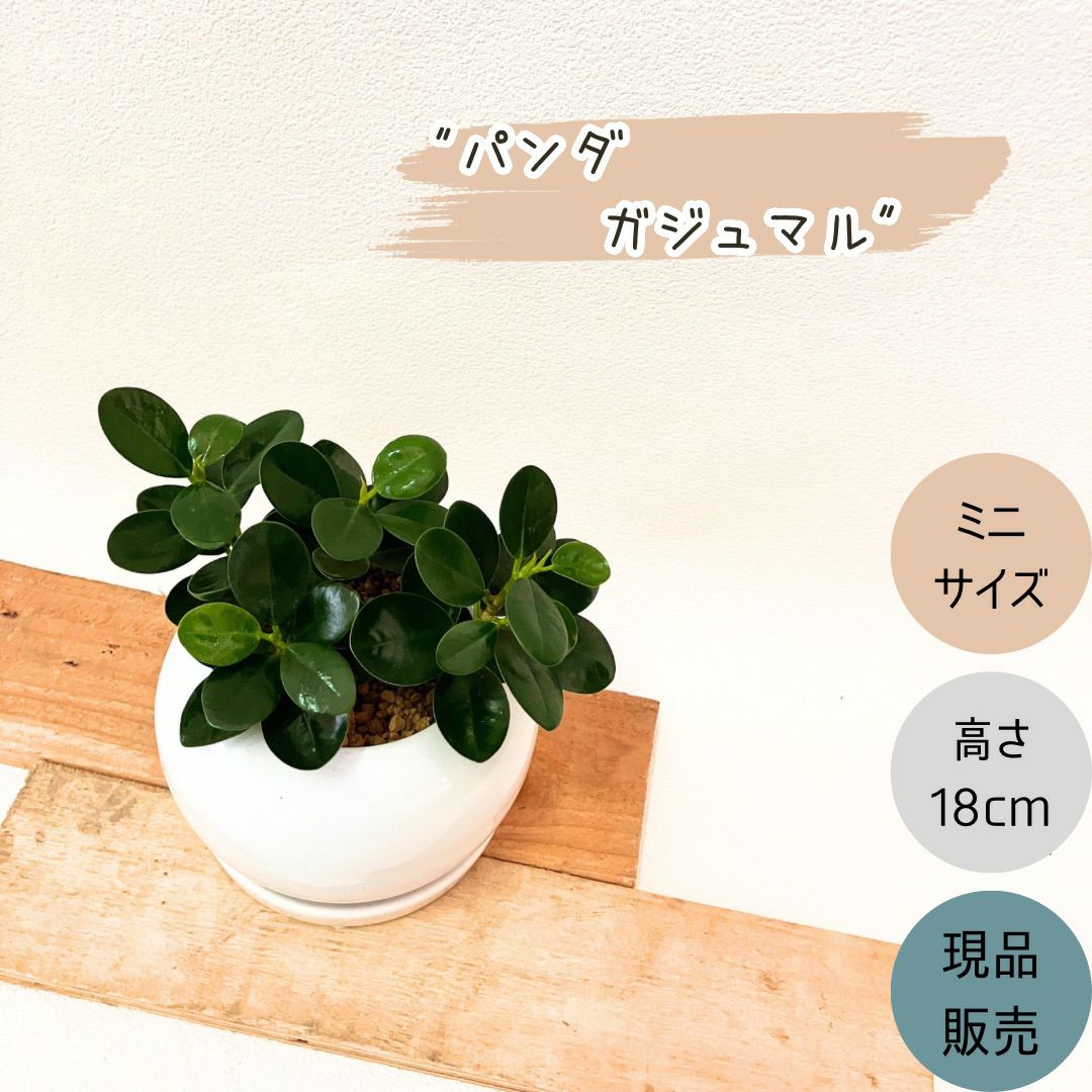 観葉植物現品販売