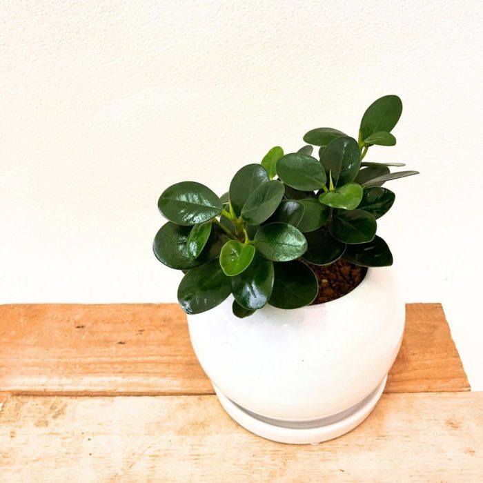 観葉植物現品販売