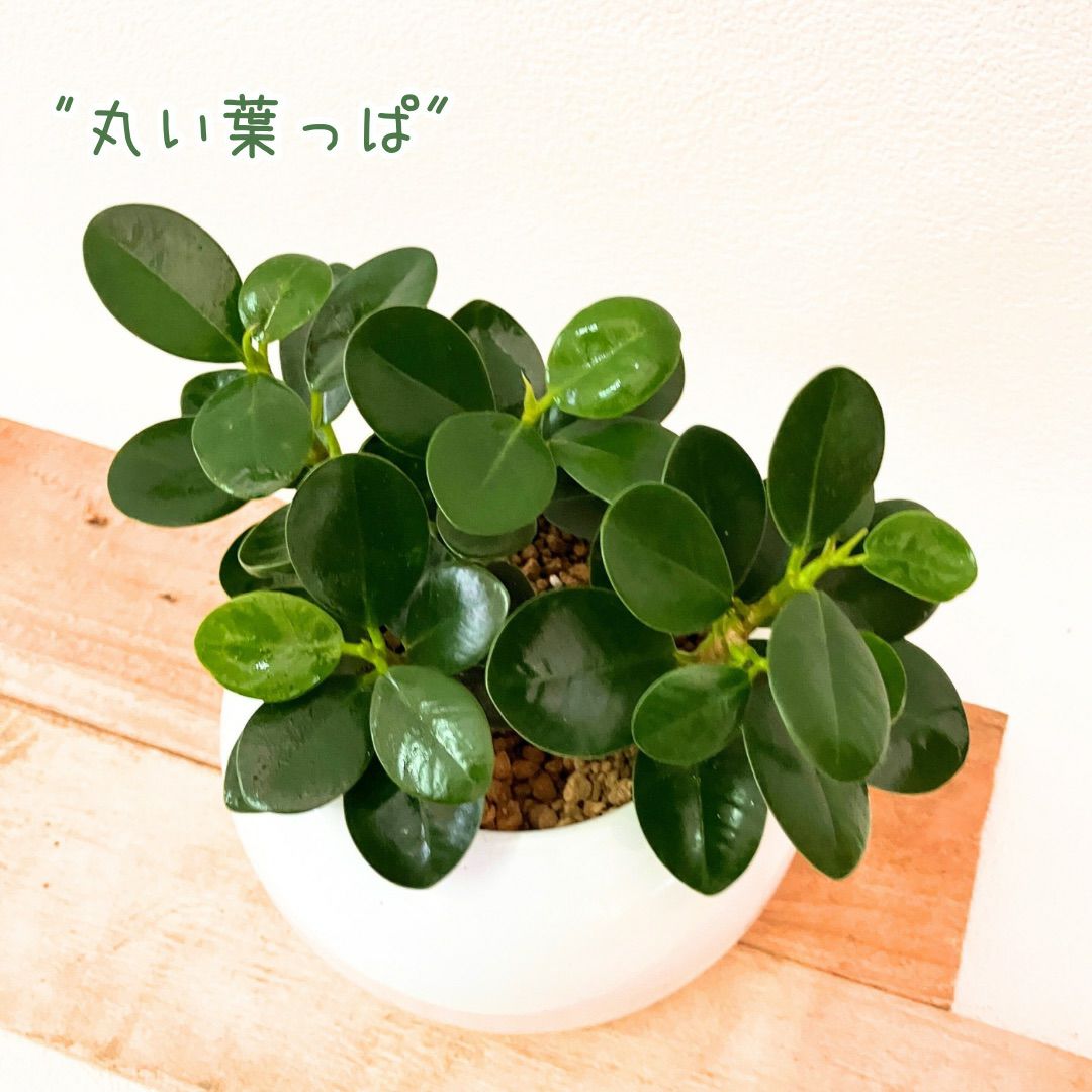 観葉植物現品販売