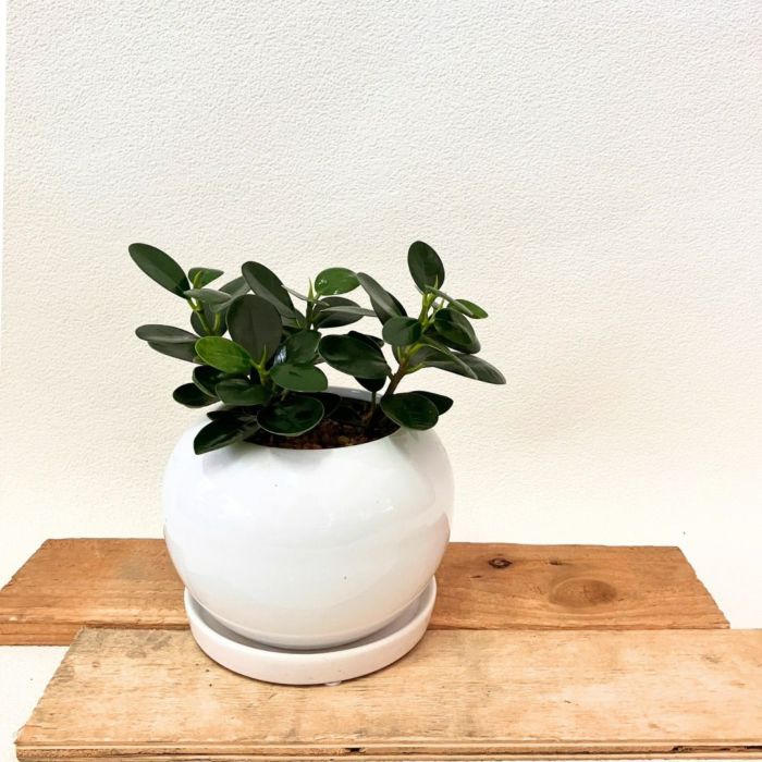 観葉植物現品販売