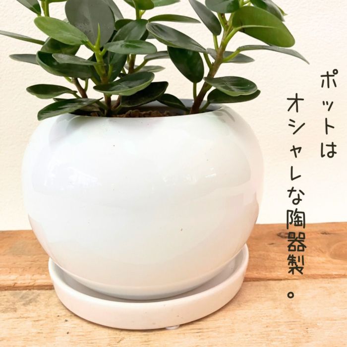 観葉植物現品販売