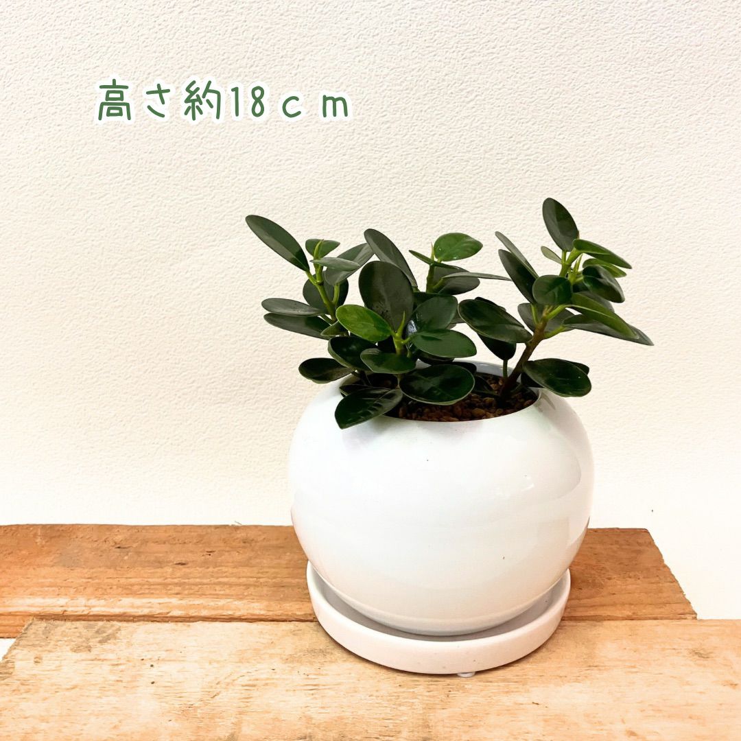 観葉植物現品販売