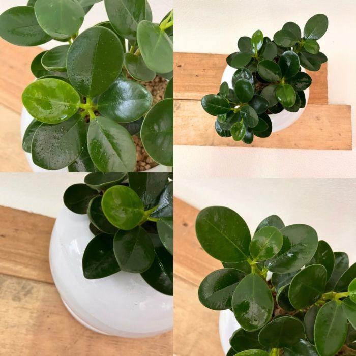 観葉植物現品販売