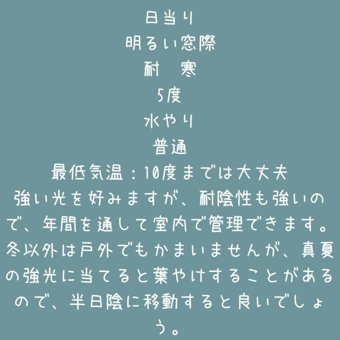 観葉植物現品販売