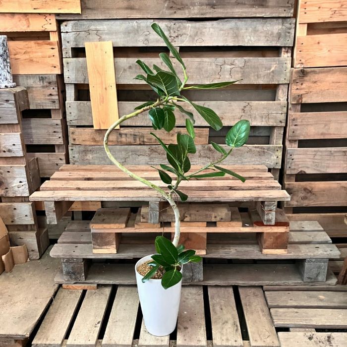 観葉植物現品販売