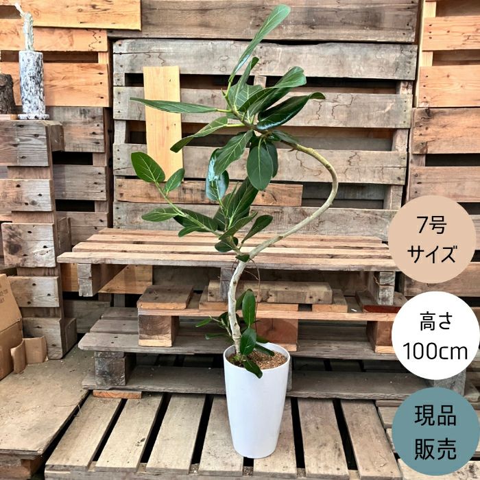 観葉植物現品販売