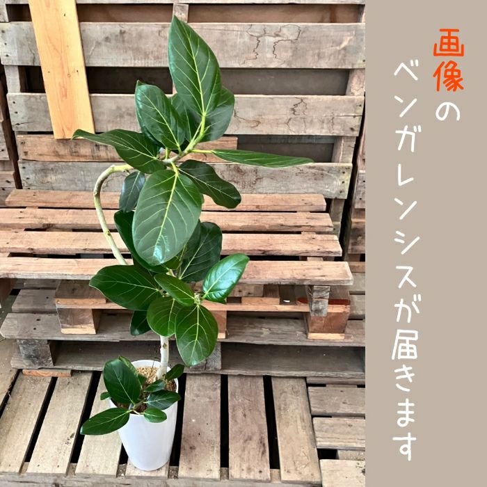 観葉植物現品販売