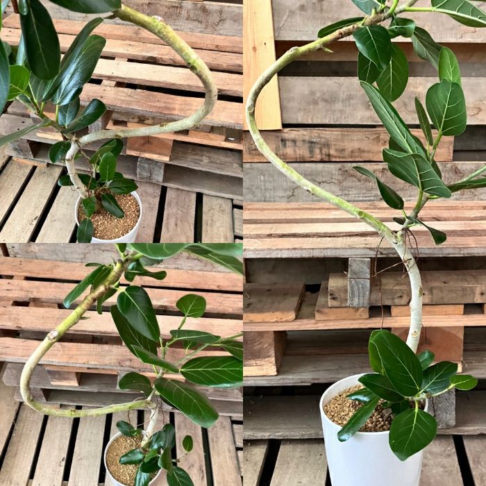 観葉植物現品販売