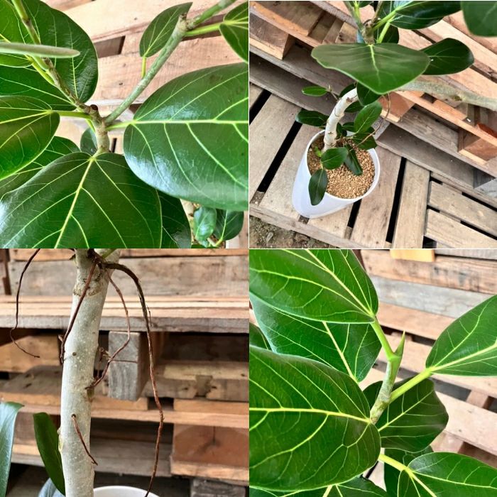 観葉植物現品販売