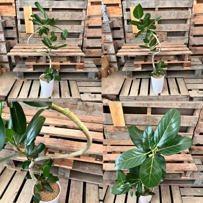 観葉植物現品販売