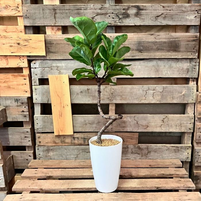 観葉植物現品販売