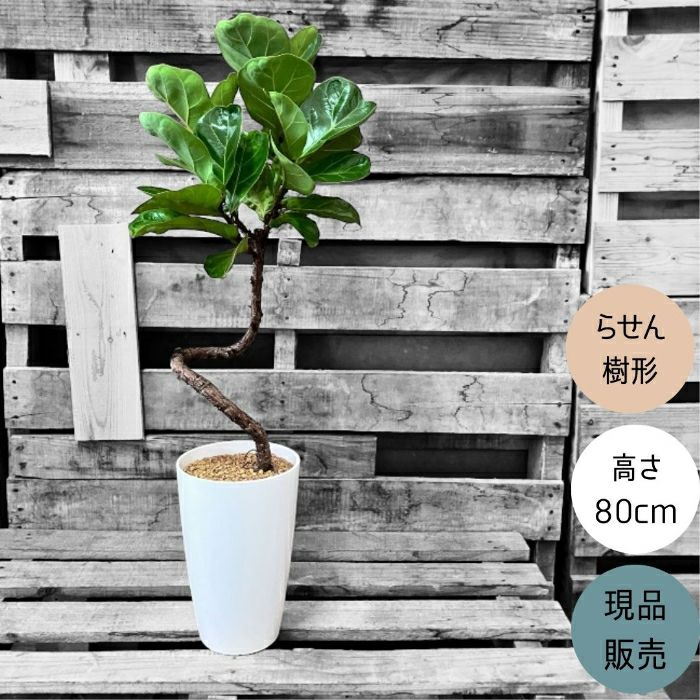 観葉植物現品販売