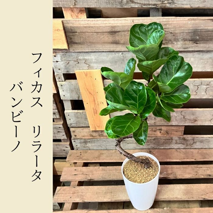 観葉植物現品販売