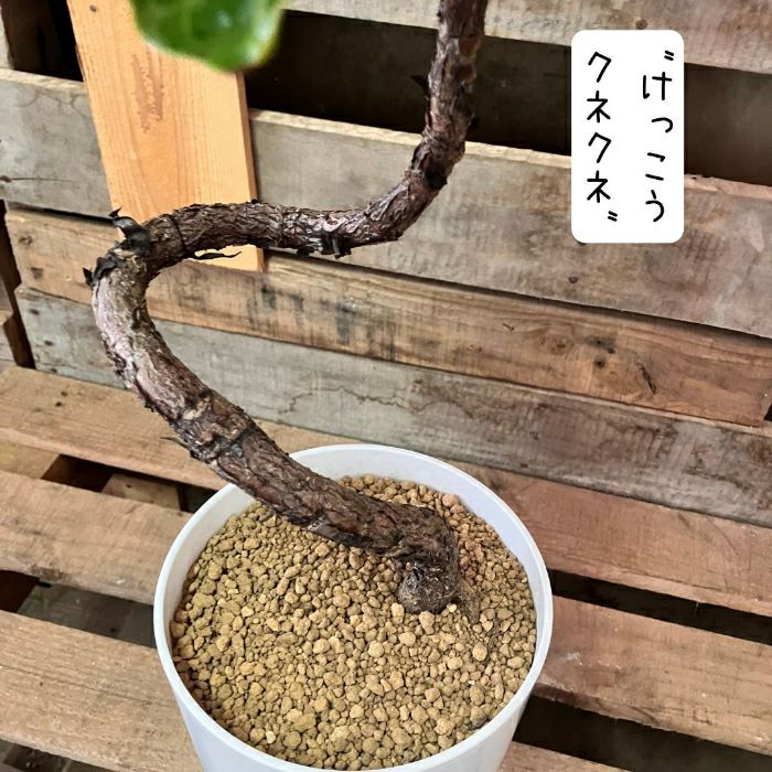 観葉植物現品販売