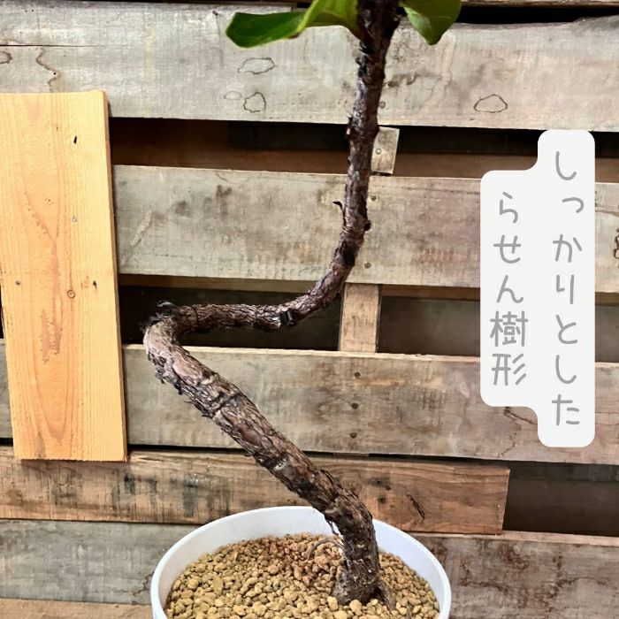 観葉植物現品販売