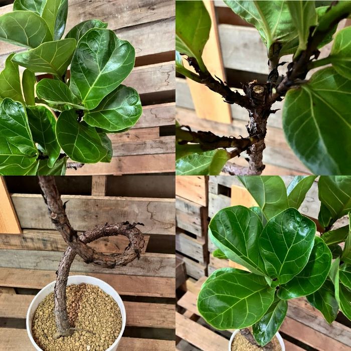 観葉植物現品販売