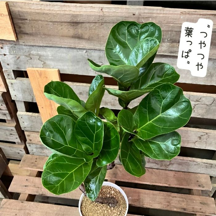 観葉植物現品販売