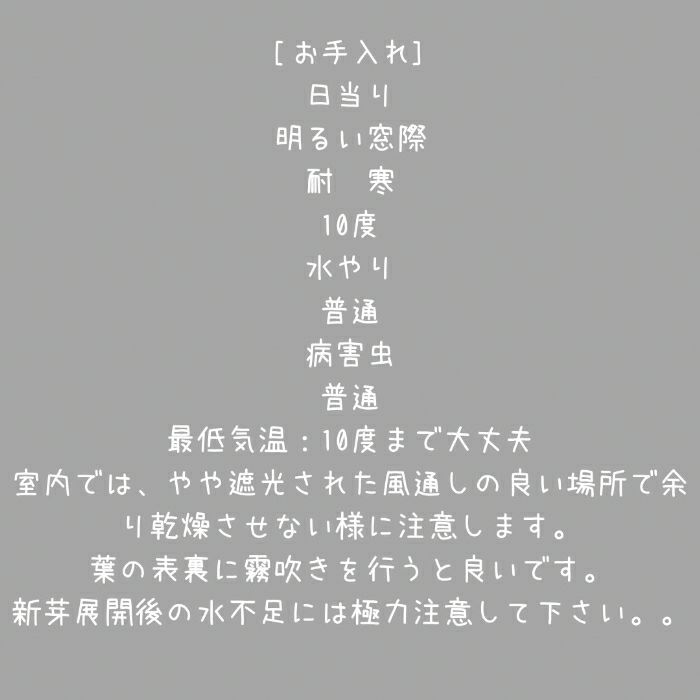 観葉植物現品販売