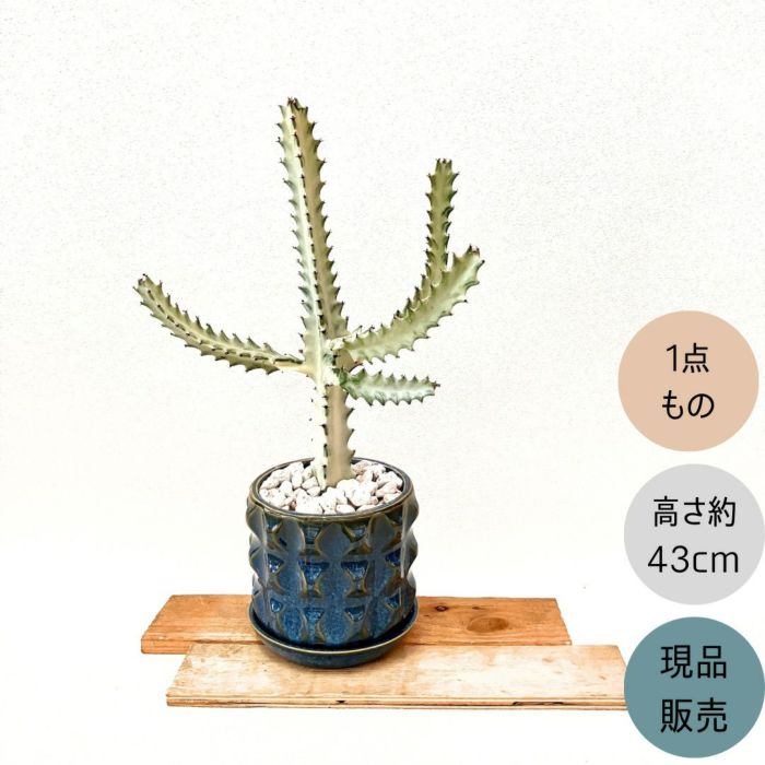 観葉植物現品販売