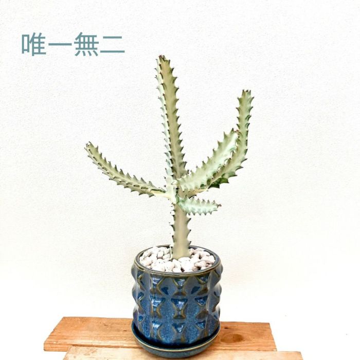 観葉植物現品販売
