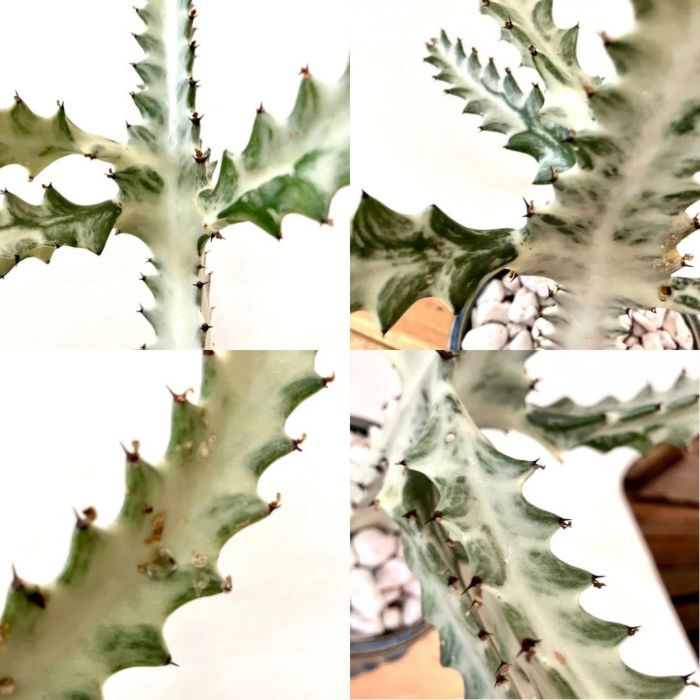 観葉植物現品販売