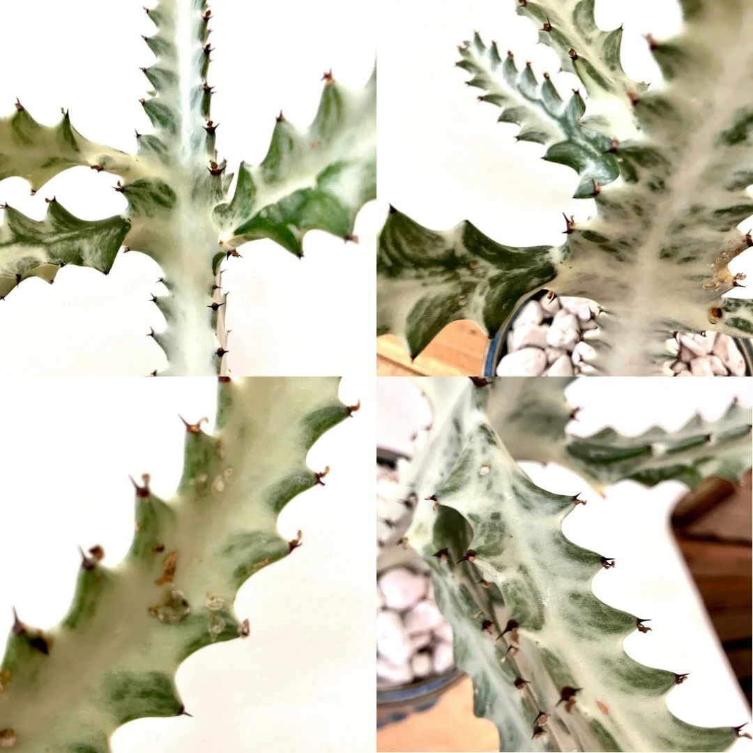 観葉植物現品販売