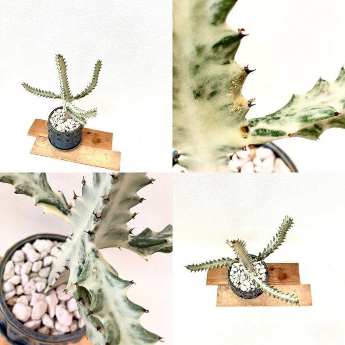 観葉植物現品販売