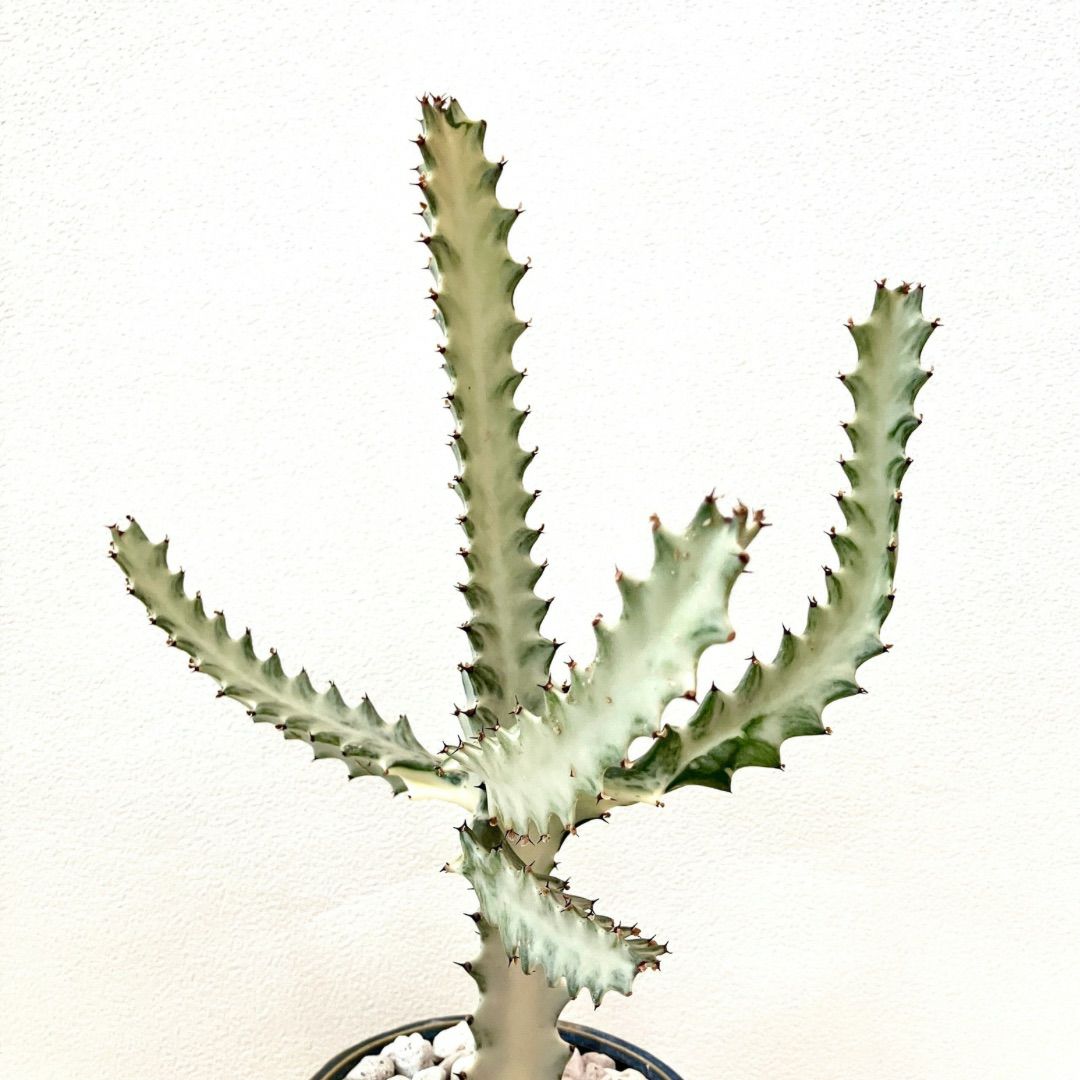 観葉植物現品販売