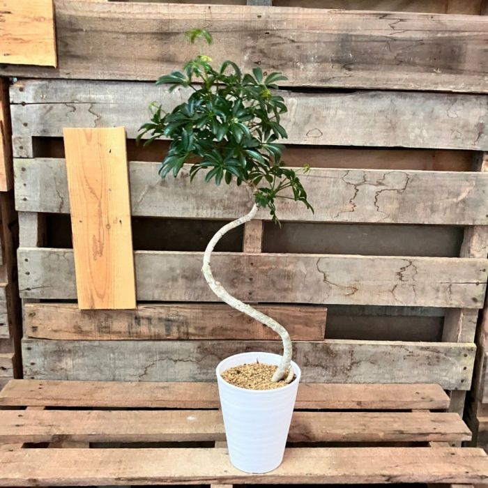 観葉植物現品販売