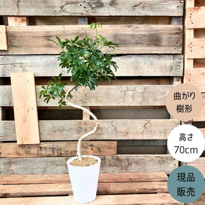 観葉植物現品販売